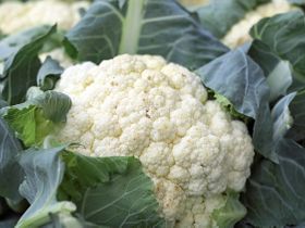 Pick a beautiful head of cauliflower