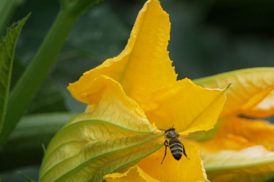 A beautiful flower growing from the zucchini plant.