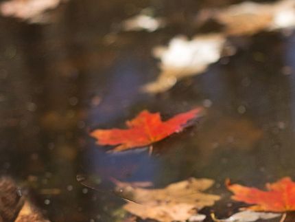 Fall brings beautiful colored leaves, which in turn fall off and create a blanket of nature's tapestry.